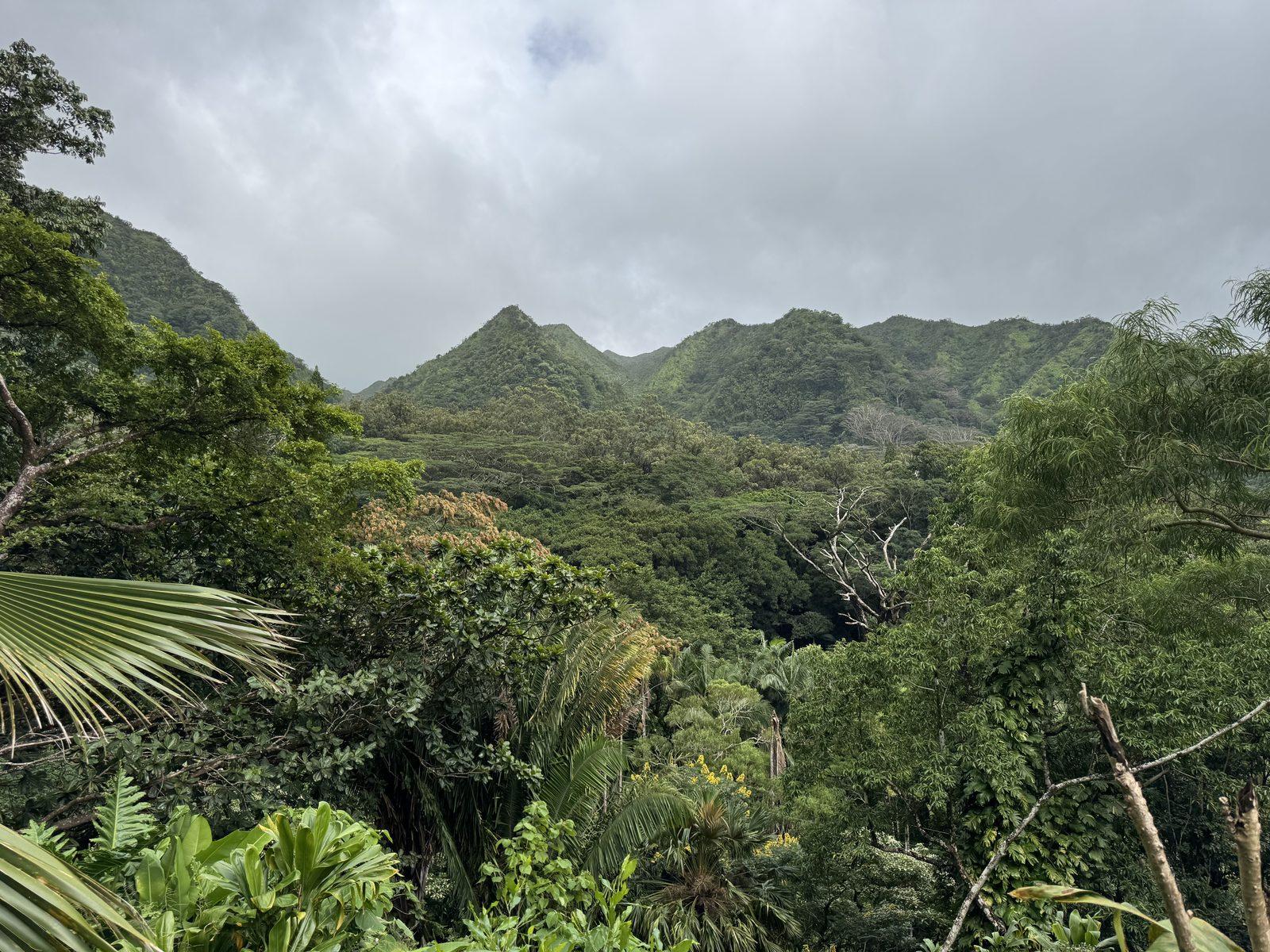 Lush Hawaiian landscape