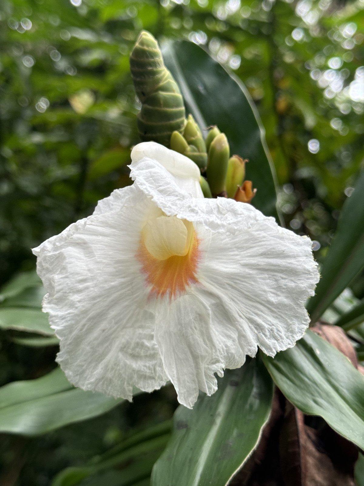 Local Gift Shop in Waimanalo