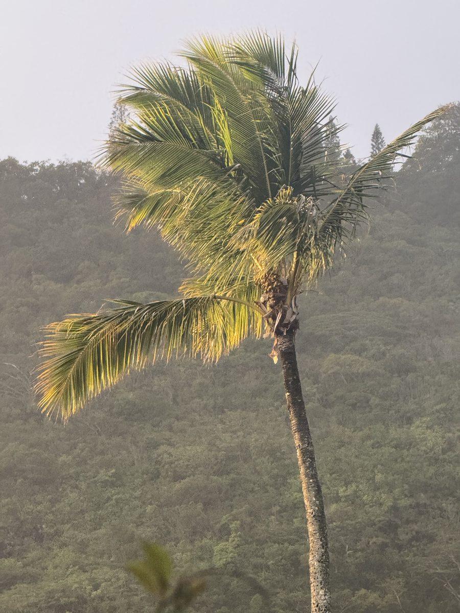 Tropical palm tree with mountain backdrop