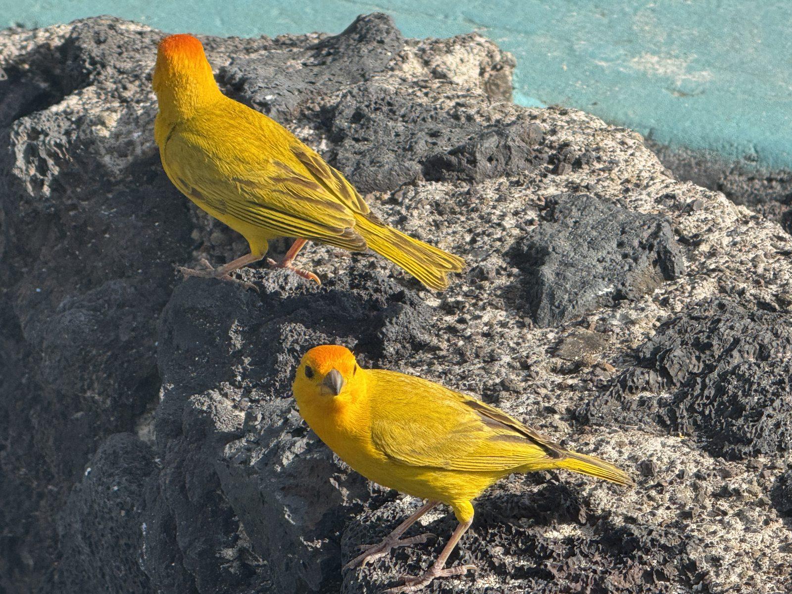 Saffron finches on volcanic rock by the ocean